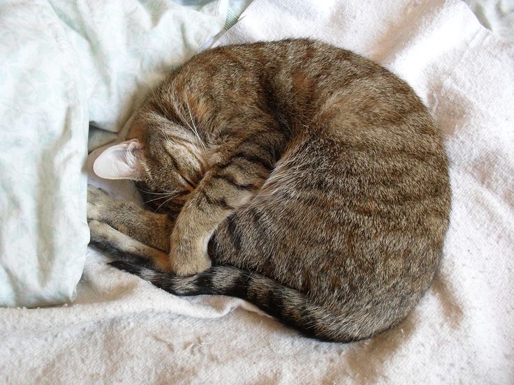 Gato durmiendo - Madagascar Mascotas