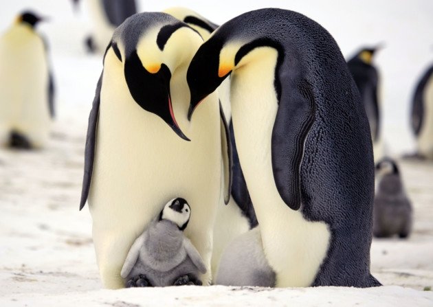 pinguino-emperador-2.jpg