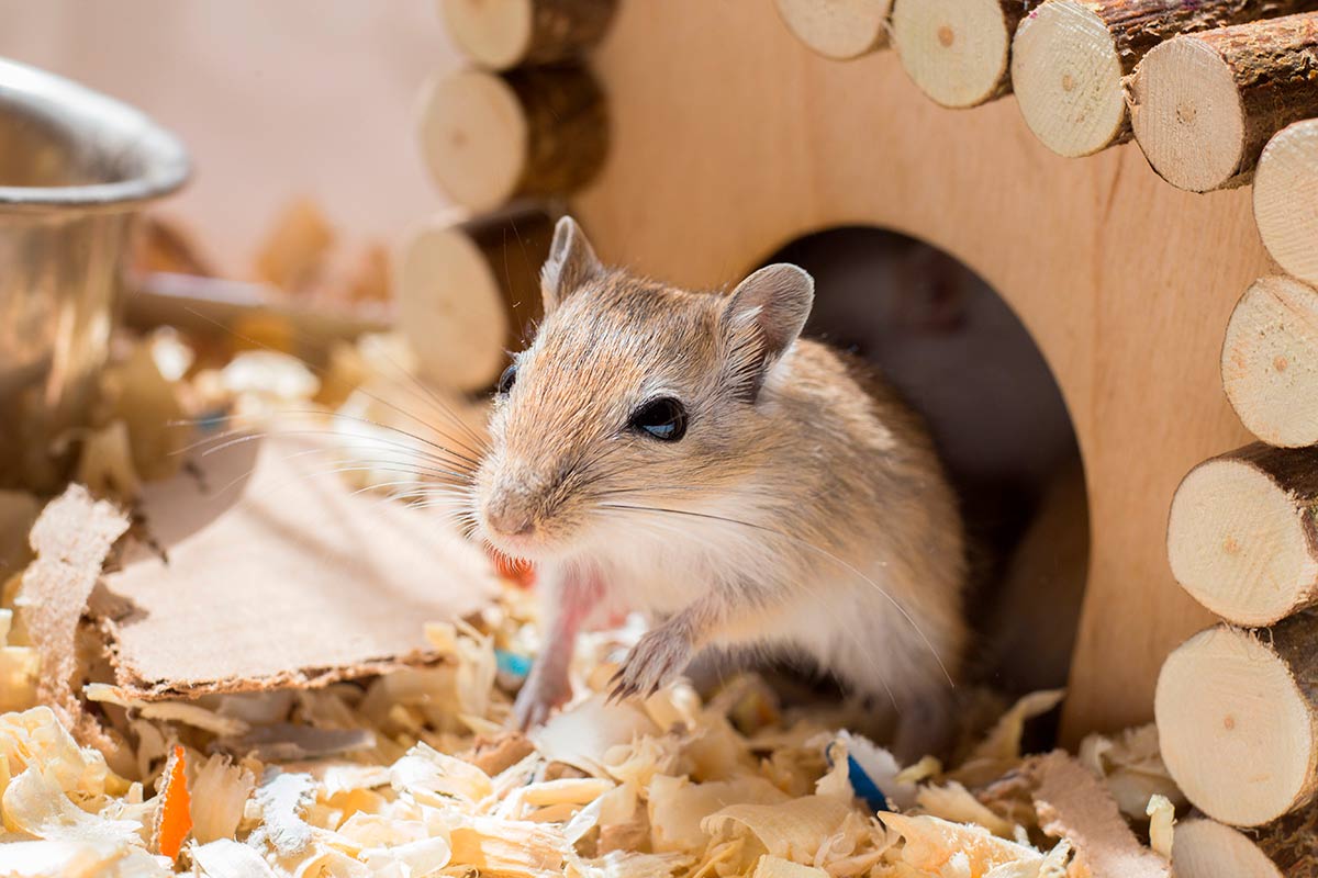 Consejos para limpiar jaulas de roedores