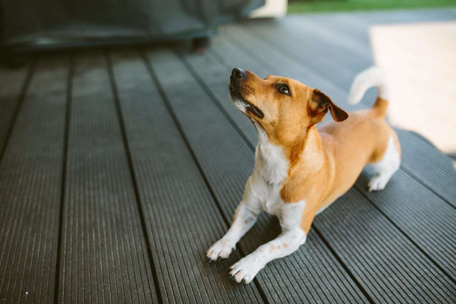 Antiparasitarios para perros: qué tipos existen