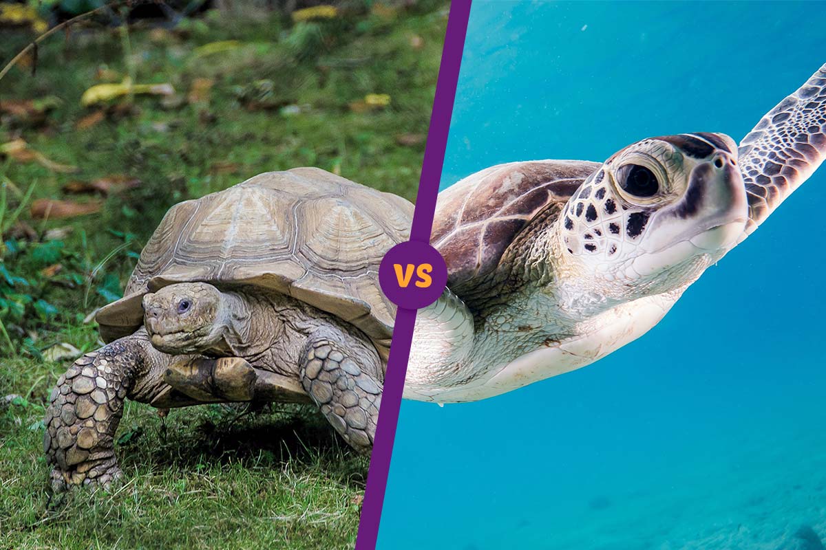 Diferencias entre las tortugas de tierra y de agua