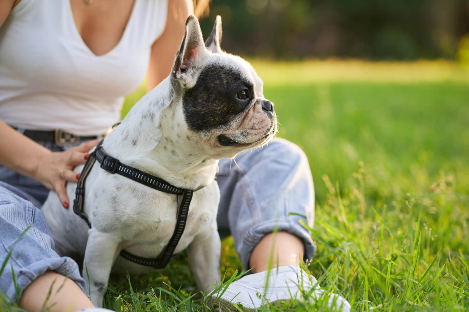 10 consejos para disfrutar del verano con tu mascota y evitar riesgos
