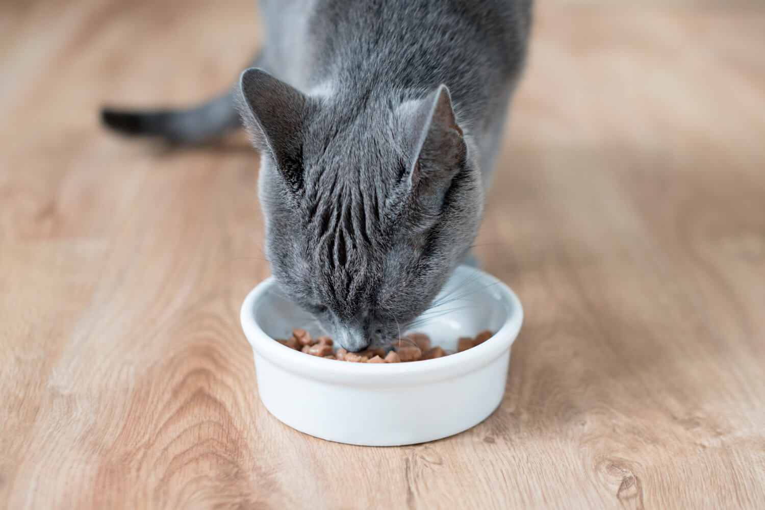 Comida húmeda para gatos: por qué es tan importante
