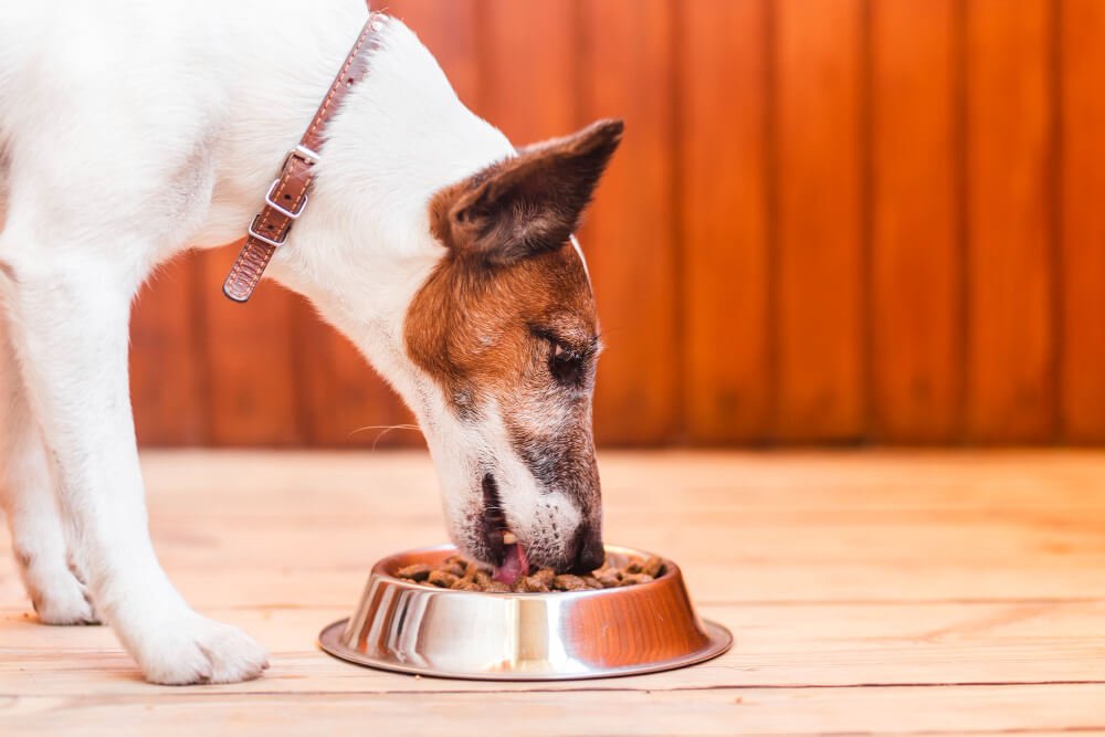 7 errores que cometemos al alimentar a nuestro perro y cómo evitarlos