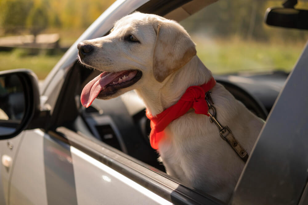 Accesorios de coche para perros