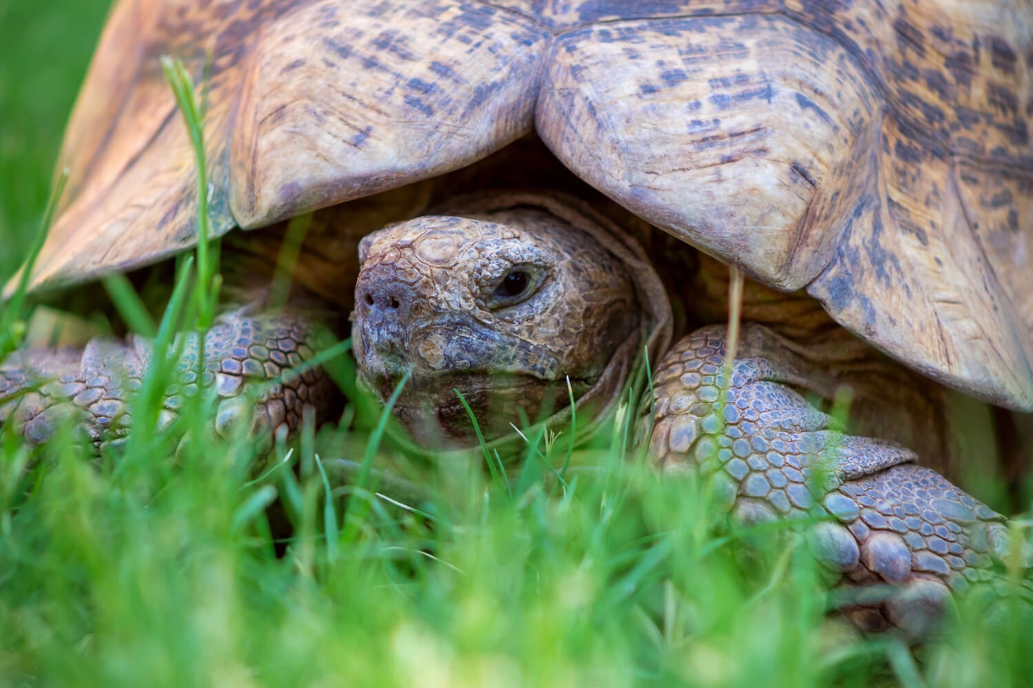 ¿Cómo saber si una tortuga es hembra o macho?