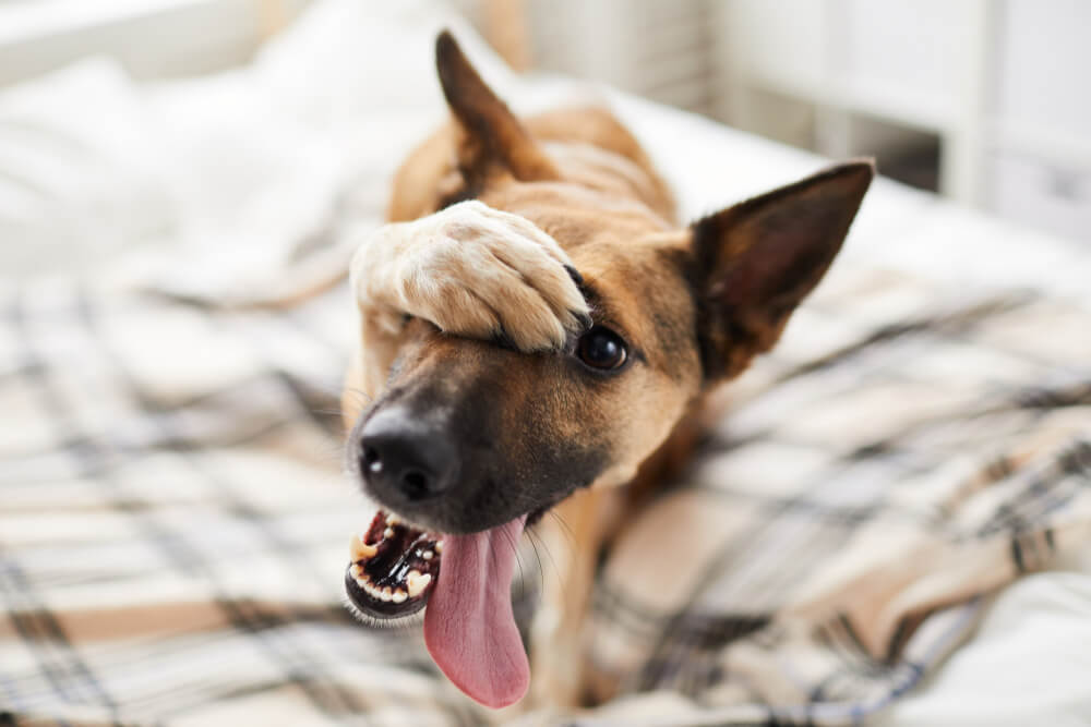 ¿Cuándo se les caen los dientes a los perros?