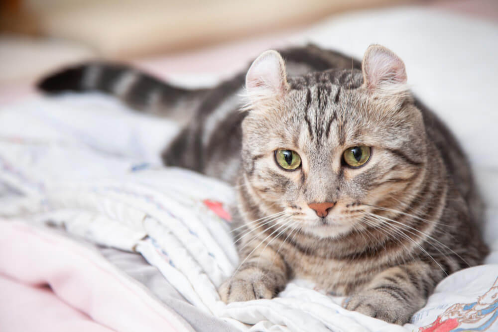 Cómo saber si tu gato tiene parásitos