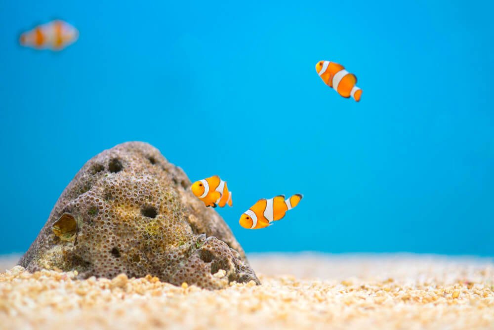 Curiosidades sobre el pez payaso que te encantarán