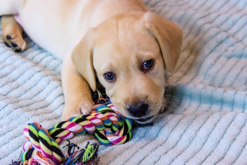 Labrador: cuidados y características de esta raza de perro