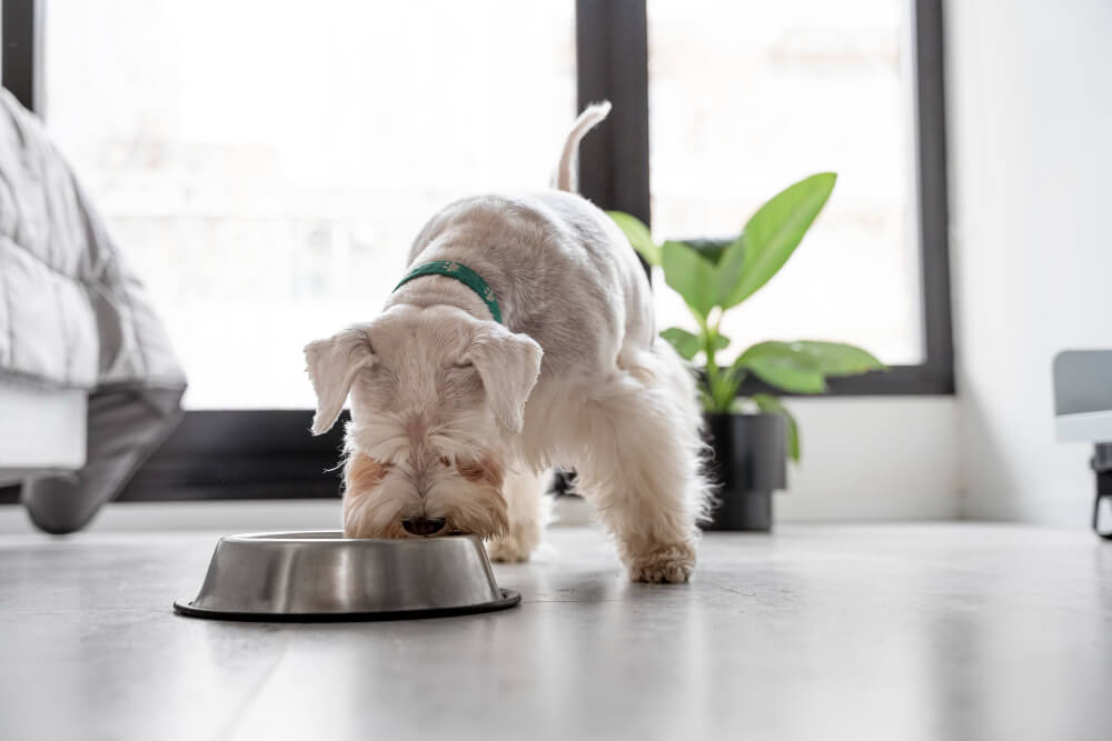 Beneficios de la comida húmeda para perros