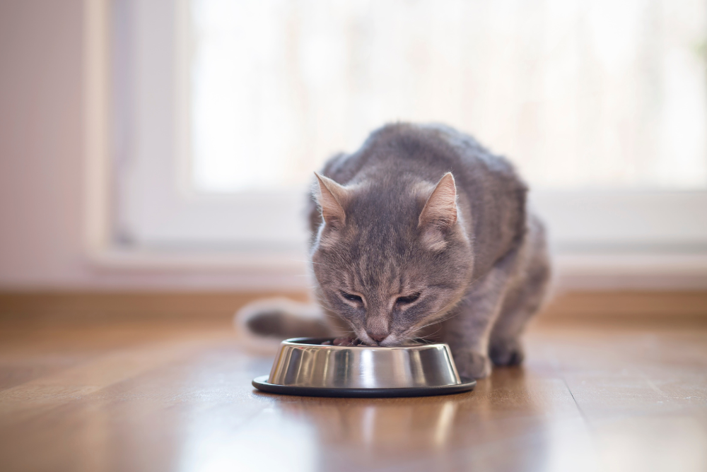 ¿Qué cantidad de alimento debe comer un gato?