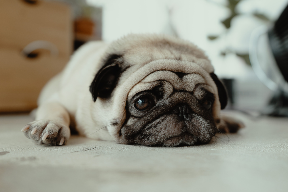 ¿Qué se le puede dar a un perro para la ansiedad?