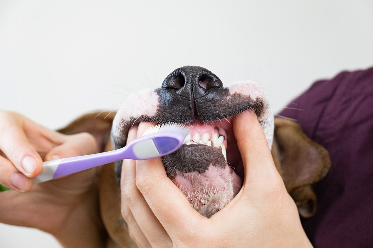 La importancia de cuidar los dientes de tu perro