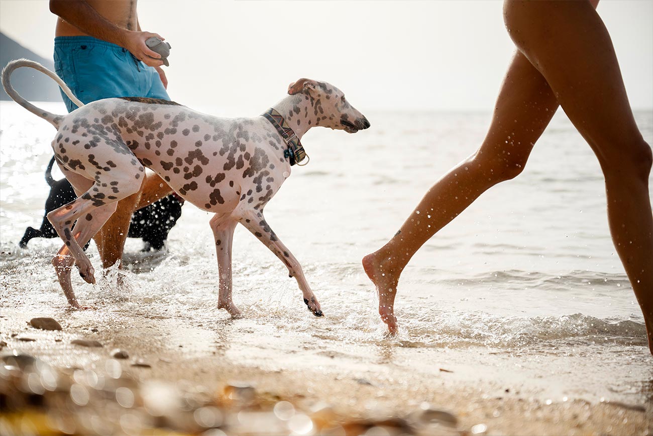 Playas para perros en Alicante y España