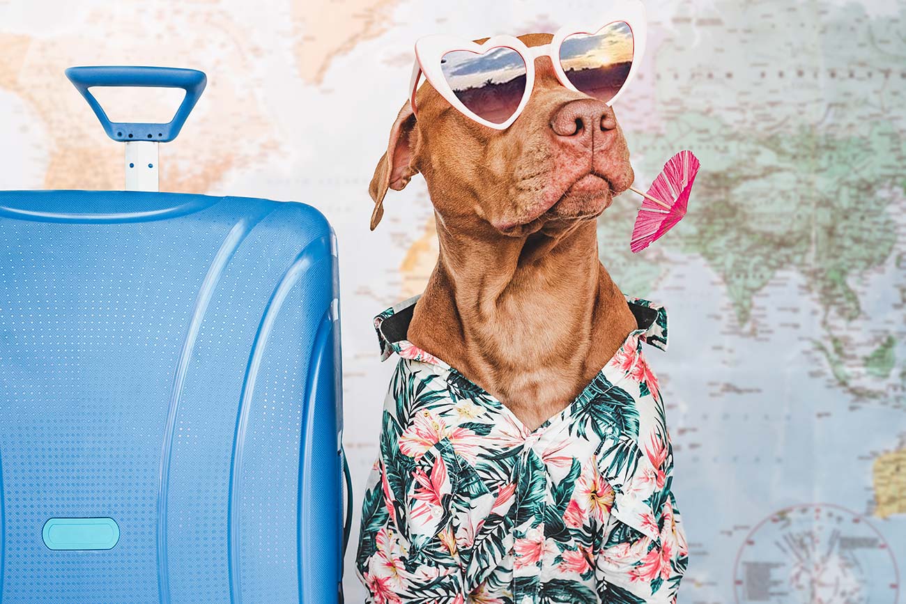 Qué necesitas para viajar con tu mascota