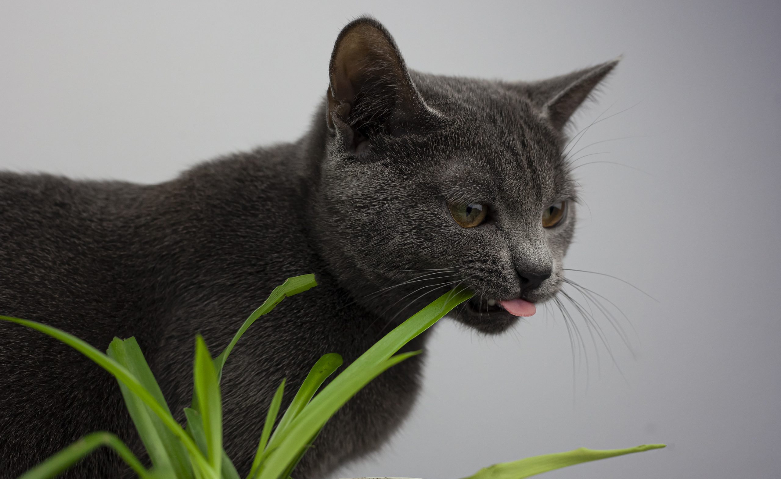 Qué es el catnip y por qué vuelve locos a los gatos