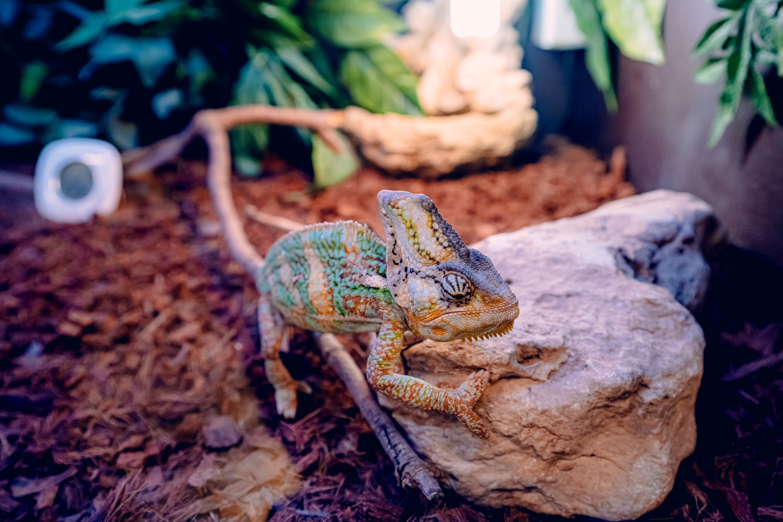 Todo lo que debes saber sobre las mantas térmicas para reptiles