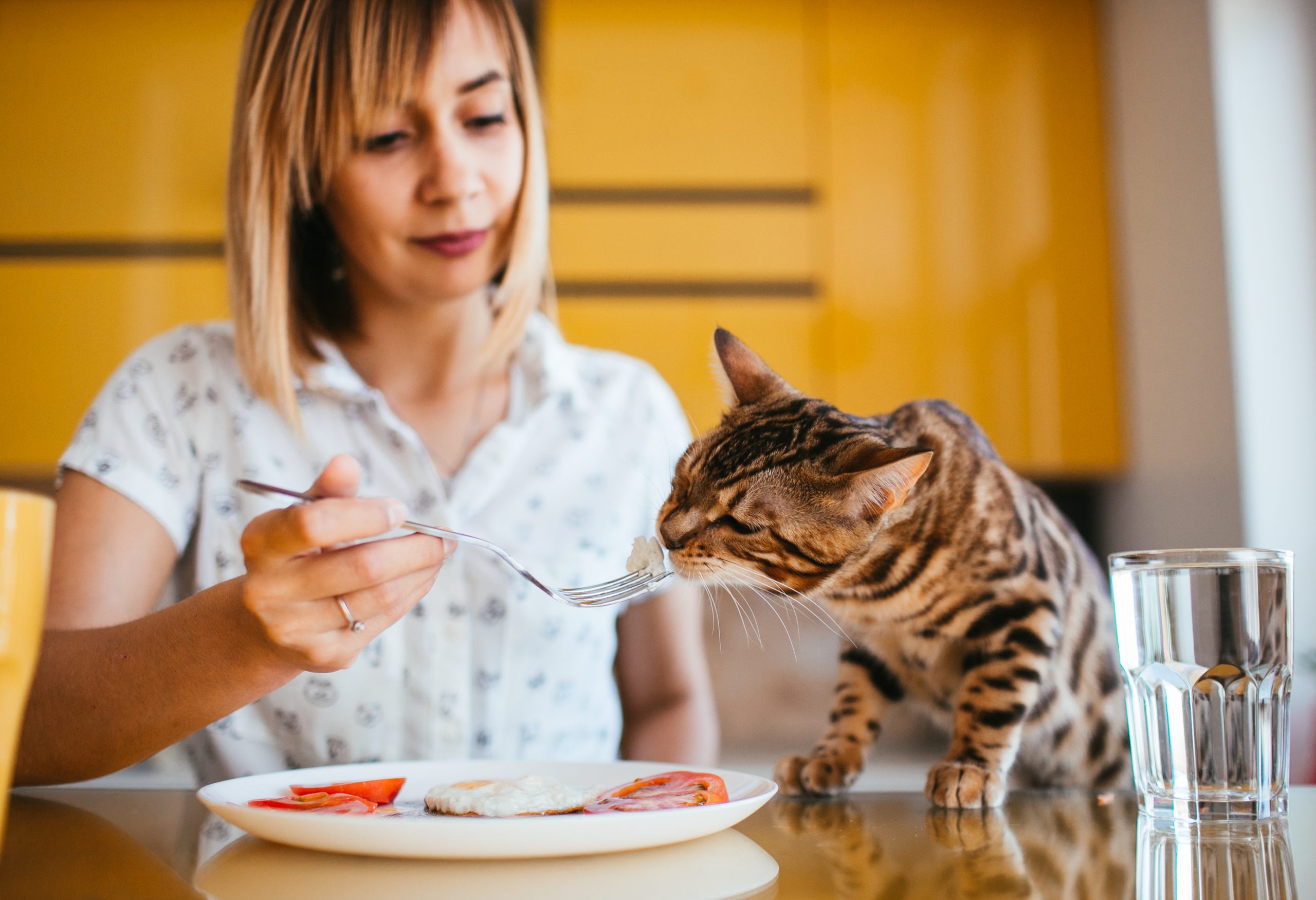 Los beneficios de los productos naturales para tu gato