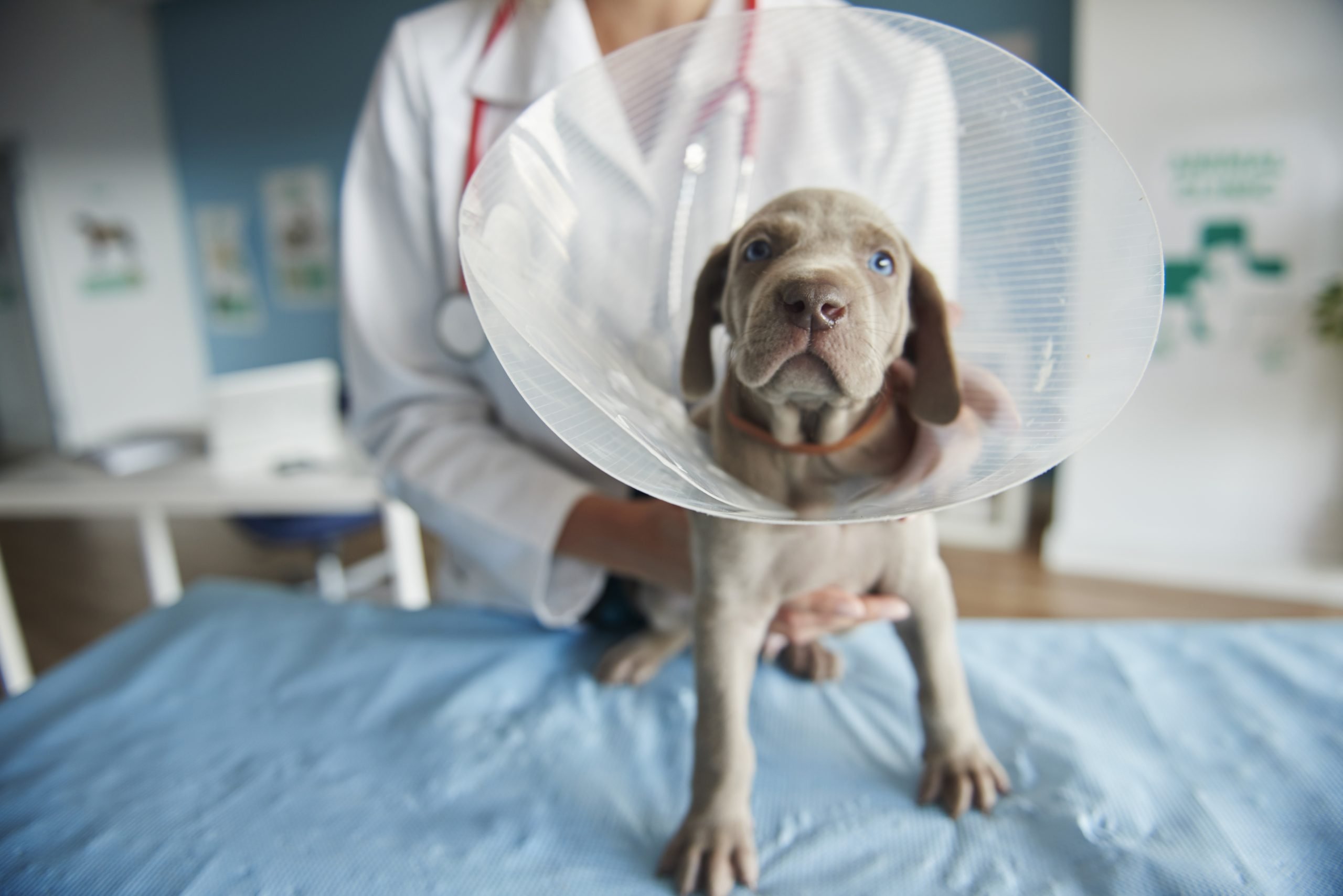 Enfermedades comunes en perros y cómo prevenirlas