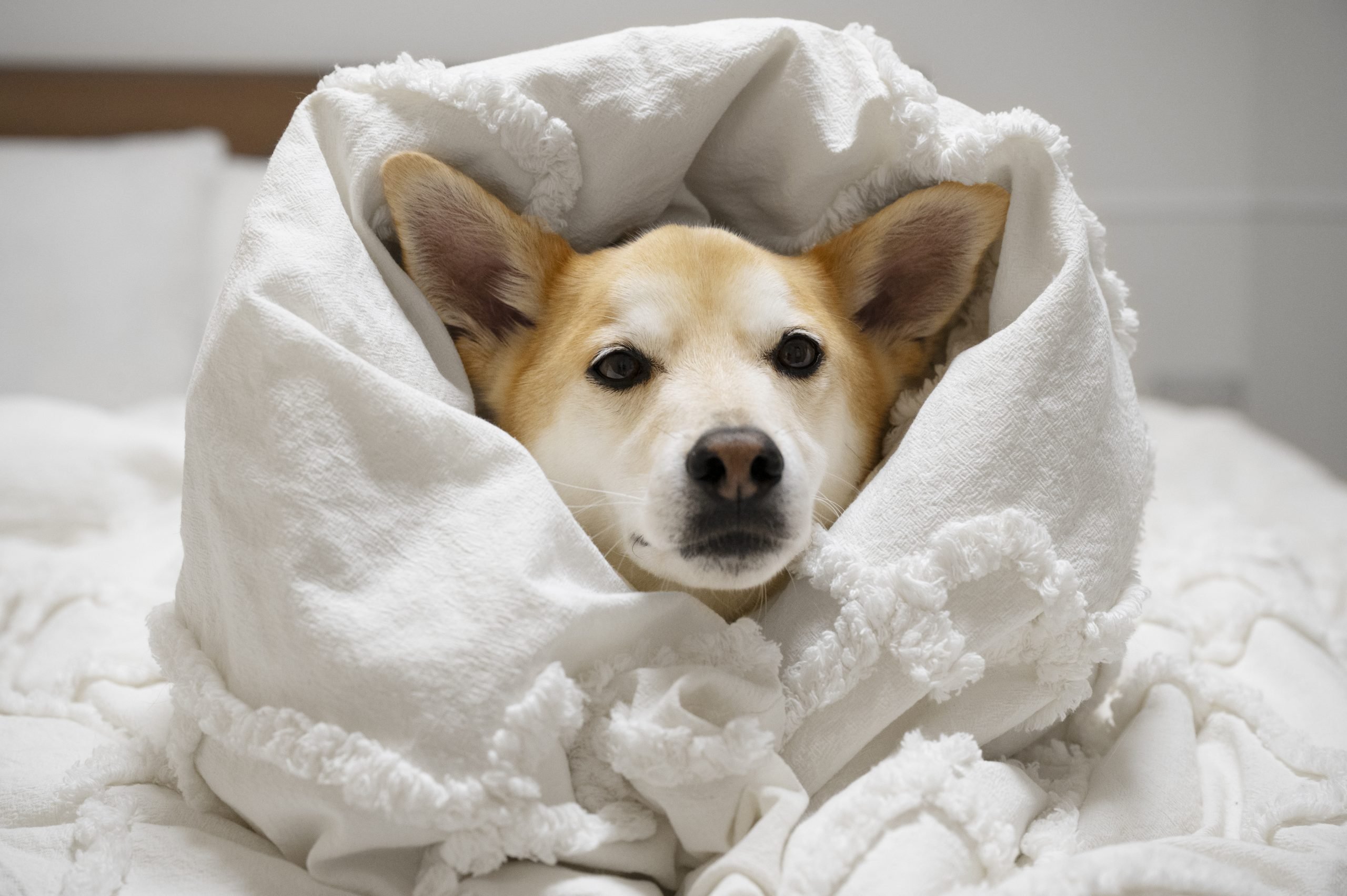 Cómo proteger a tu perro del frío