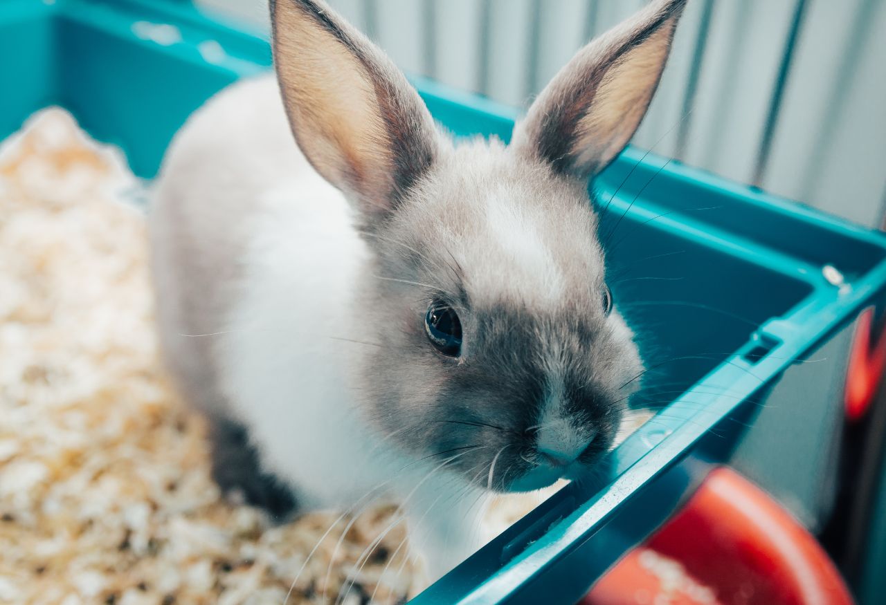 Cómo elegir la jaula adecuada para tu conejo