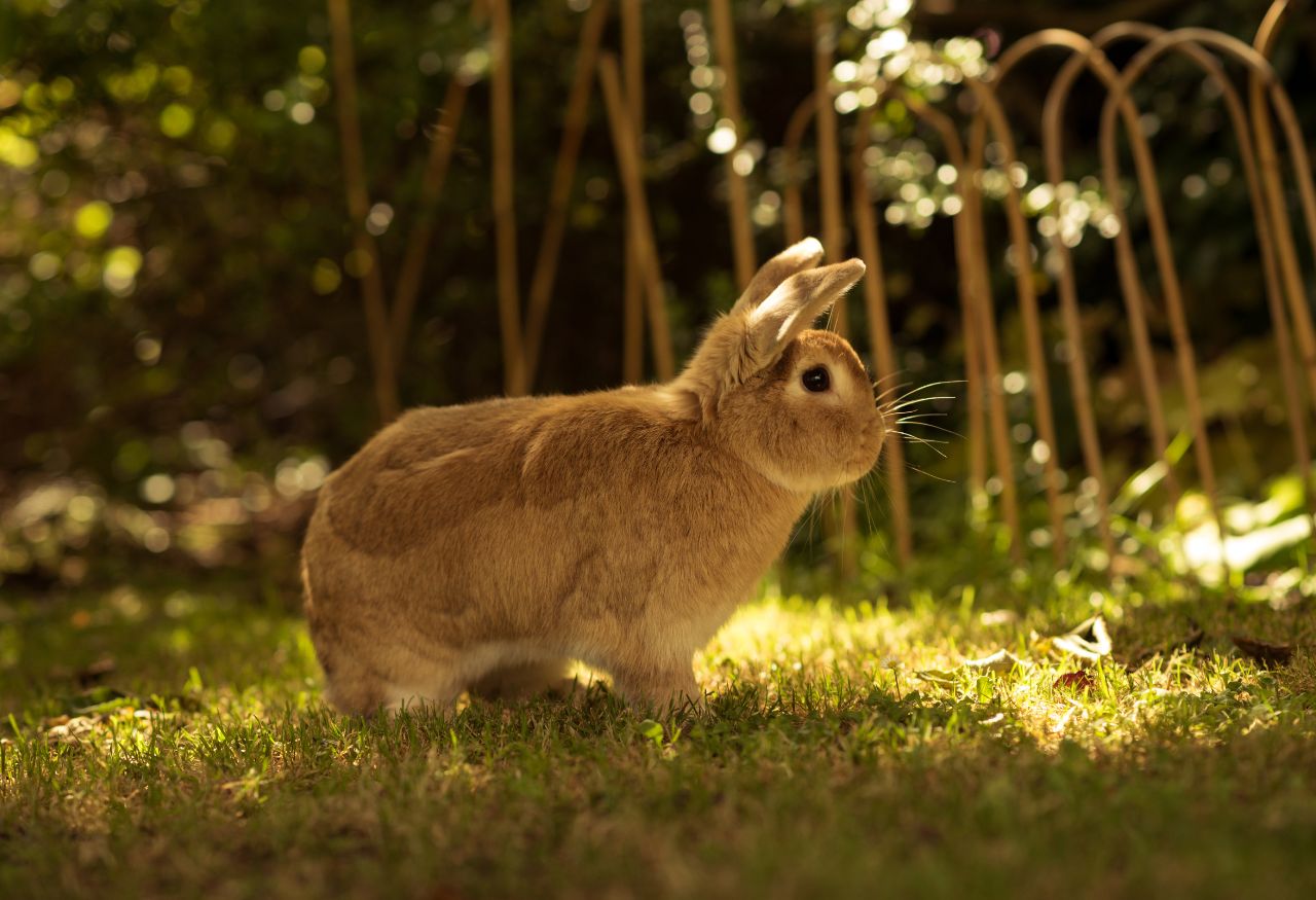 Consejos para mantener a tu conejo fresco y cómodo durante el verano