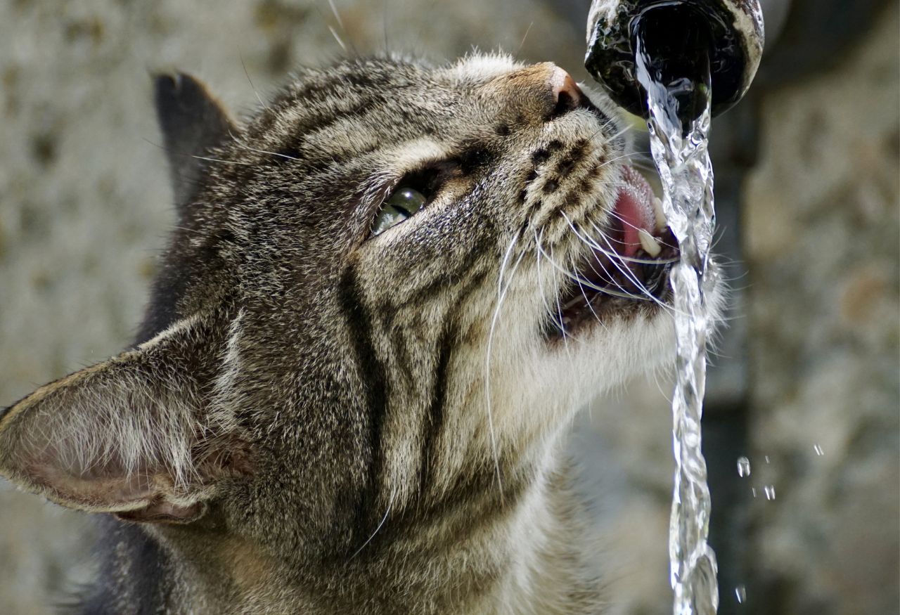 Por qué a los gatos les gusta beber de fuentes o agua en movimiento