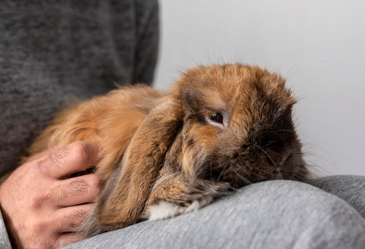 Cómo saber si tu conejo está enfermo: síntomas comunes y consejos