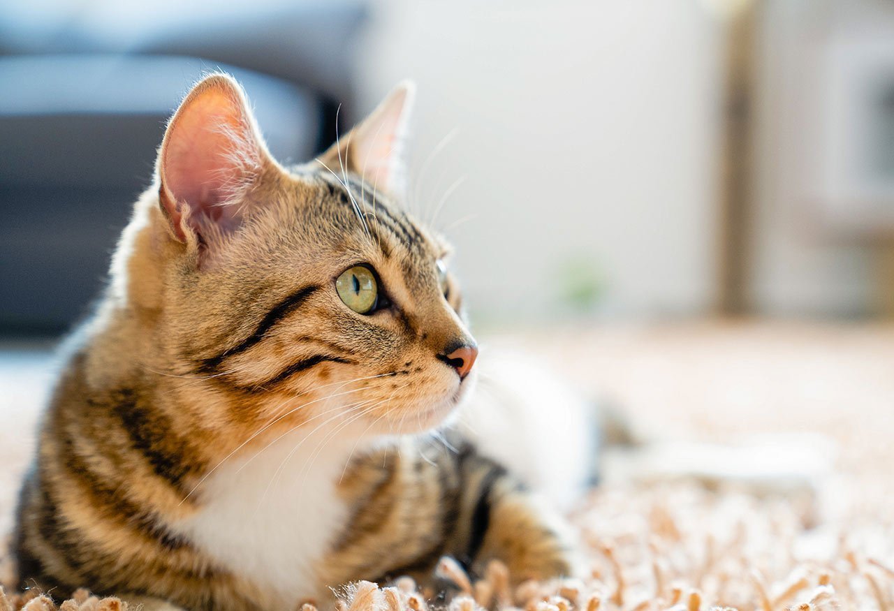 Cómo prevenir y tratar la enfermedad renal en gatos