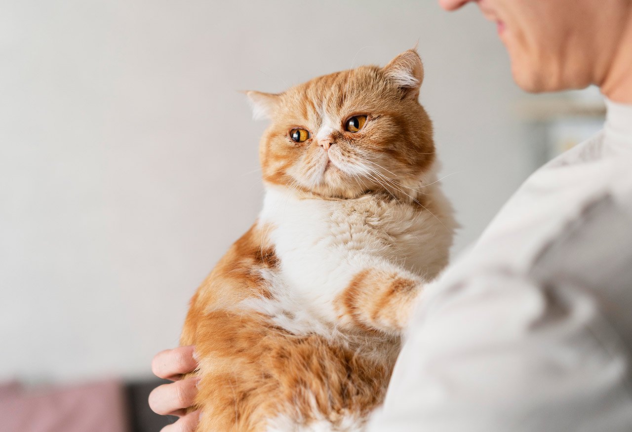 Síntomas de que tu gato tiene diabetes y tratamientos