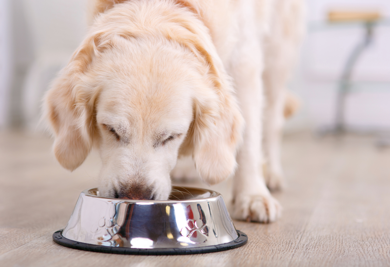 Cómo prevenir y tratar las alergias alimentarias en perros