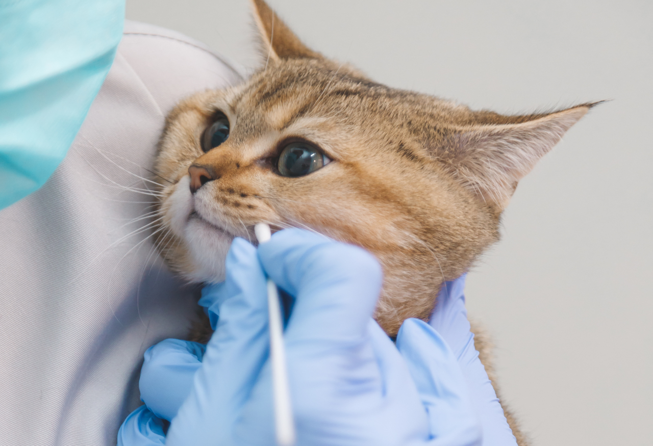 Cómo prevenir y tratar problemas de salud dental en gatos