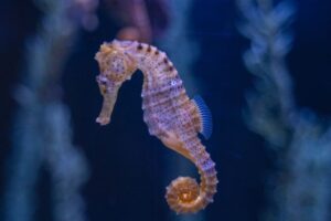 todo sobre caballitos de mar